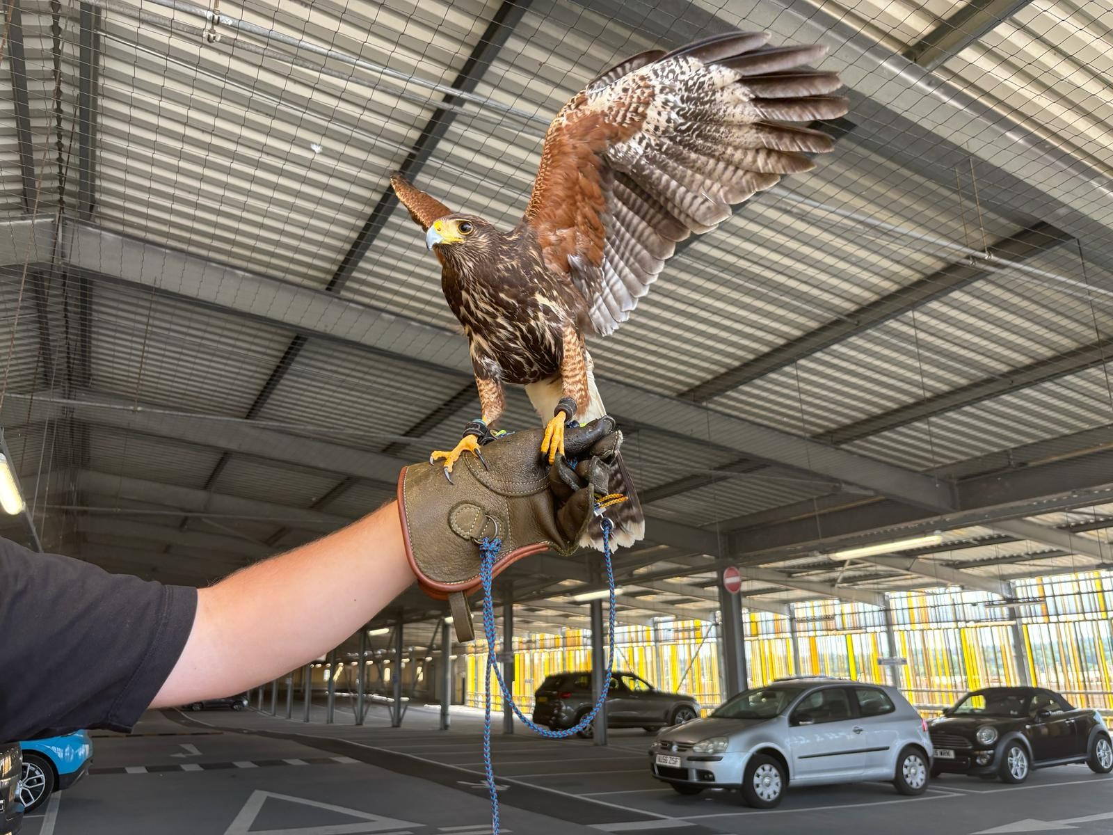 Tex the hawk with his wings spread